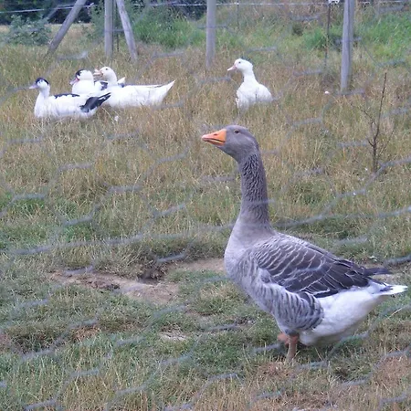 Çiftlik konaklama Chambres A La Ferme Combourg